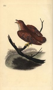 Kukułka zwyczajna (młodociana), Cuculus canorus. Ręcznie kolorowany miedzioryt rysowany i grawerowany przez Edwarda Donovana z jego własnej „Historii naturalnej ptaków brytyjskich”, Londyn autorstwa Edward Donovan