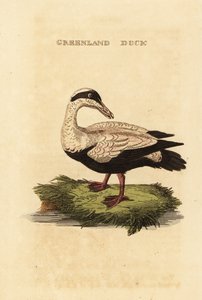 Edredon zwyczajny, Somateria autorstwa Edward Donovan