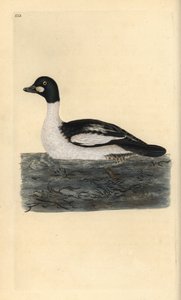 Gągoł pospolity, Bucephala clangula. Ręcznie barwiony miedzioryt narysowany i rytowany przez Edwarda Donovana z jego własnej „Historii naturalnej ptaków brytyjskich” (1794-1819). Edward Donovan (1768-1837) był anglo-irlandzkim zoologiem-amatorem, pisarzem, autorstwa Edward Donovan