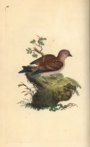 Linnet pospolity szary, Carduelis cannabina. Ręcznie barwiony miedzioryt rysowany i grawerowany przez Edwarda Donovana z jego własnej „Historii naturalnej ptaków brytyjskich”, Londyn autorstwa Edward Donovan