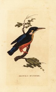 Zimorodek zwyczajny, Alcedo atthis autorstwa Edward Donovan