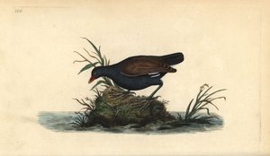 Kokoszka zwyczajna, Gallinula chloropus. Ręcznie kolorowany miedzioryt rysowany i grawerowany przez Edwarda Donovana z jego własnej „Historii naturalnej ptaków brytyjskich”, Londyn autorstwa Edward Donovan