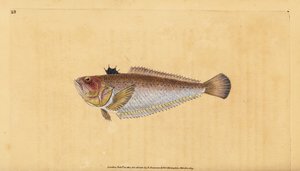 Weever pospolity lub większy, Trachinus draco. Ręcznie barwiony miedzioryt narysowany i rytowany przez Edwarda Donovana z jego Natural History of British Fishes, Donovan and F.C. i J. Rivington, Londyn autorstwa Edward Donovan