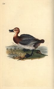 Pocztówka zwyczajna lub świstun rudy, Aythra ferina (samica). Ręcznie kolorowany miedzioryt rysowany i grawerowany przez Edwarda Donovana z jego własnej „Historii naturalnej ptaków brytyjskich”, Londyn autorstwa Edward Donovan