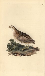 Przepiórka zwyczajna, Coturnix coturnix. Ręcznie barwiony miedzioryt narysowany i rytowany przez Edwarda Donovana z jego własnej „Historii naturalnej ptaków brytyjskich” (1794-1819). Edward Donovan (1768-1837) był anglo-irlandzkim zoologiem-amatorem, pisar autorstwa Edward Donovan