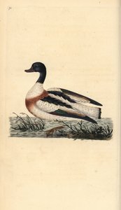 ohar pospolity, tadorna tadorna. Ręcznie kolorowany miedzioryt rysowany i grawerowany przez Edwarda Donovana z jego własnej „Historii naturalnej ptaków brytyjskich”, Londyn autorstwa Edward Donovan