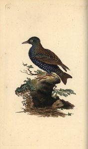 Szpak zwyczajny, Sturnus vulgaris. Ręcznie barwiony miedzioryt rysowany i grawerowany przez Edwarda Donovana z jego własnej „Historii naturalnej ptaków brytyjskich”, Londyn autorstwa Edward Donovan