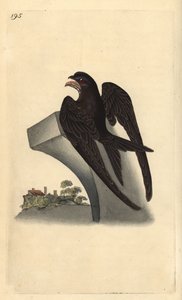Jerzyk zwyczajny, Apus apus. Ręcznie kolorowany miedzioryt rysowany i grawerowany przez Edwarda Donovana z jego własnej „Historii naturalnej ptaków brytyjskich”, Londyn autorstwa Edward Donovan