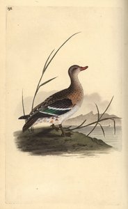 Cyraneczka pospolita, Anas crecca, samica. Ręcznie barwiony miedzioryt rysowany i grawerowany przez Edwarda Donovana z jego własnej „Historii naturalnej ptaków brytyjskich”, Londyn autorstwa Edward Donovan
