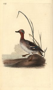 Cyraneczka pospolita, Anas crecca, samiec. Ręcznie kolorowany miedzioryt rysowany i grawerowany przez Edwarda Donovana z jego własnej „Historii naturalnej ptaków brytyjskich”, Londyn autorstwa Edward Donovan