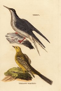 Zwój zwyczajny, Hirundo Sterny i Pliszka Żółta, Motacilla Plava autorstwa Edward Donovan