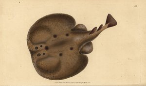Zwykła torpeda lub promień elektryczny z oczami, torpeda Raja. Ręcznie barwiony miedzioryt narysowany i rytowany przez Edwarda Donovana z jego Natural History of British Fishes, Donovan and F.C. i J. Rivington, Londyn autorstwa Edward Donovan
