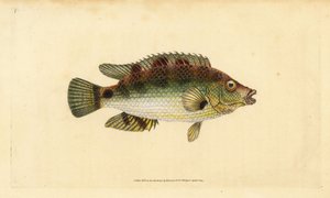Wargacz Corkwing, Symphodus melops (Goldfinny, Labrus cornubius). Ręcznie barwiony miedzioryt narysowany i rytowany przez Edwarda Donovana z jego Natural History of British Fishes, Donovan and F.C. i J. Rivington, Londyn autorstwa Edward Donovan