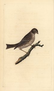 Trznadel kukurydziany, Miliaria calandra. Ręcznie barwiony miedzioryt rysowany i grawerowany przez Edwarda Donovana z jego własnej „Historii naturalnej ptaków brytyjskich”, Londyn autorstwa Edward Donovan
