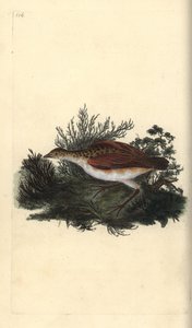 Derkacz, Crex crex. Prawie zagrożony. Ręcznie barwiony miedzioryt rysowany i grawerowany przez Edwarda Donovana z jego własnej „Historii naturalnej ptaków brytyjskich”, Londyn autorstwa Edward Donovan