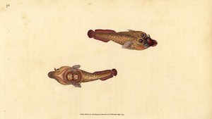 Przyssawka kornijska, Lepadogaster purpurea (Ocelowany przyssawka, Cyclopterus ocellatus). Ręcznie barwiony miedzioryt narysowany i rytowany przez Edwarda Donovana z jego Natural History of British Fishes, Donovan and F.C. i J. Rivington, Londyn autorstwa Edward Donovan