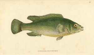 Wargacz kukułkowy, Labrus mixtus (wargacz pręgowany, Labrus lineatus). Ręcznie barwiony miedzioryt narysowany i rytowany przez Edwarda Donovana z jego Natural History of British Fishes, Donovan and F.C. i J. Rivington, Londyn autorstwa Edward Donovan