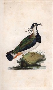 Cuppa Czajka. Vanellus vanellus (Tringa vanellus). Miedzioryt autorstwa Edwarda Donovana (1768-1837), opublikowany w Natural History of British Birds, Londyn autorstwa Edward Donovan