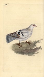 Gołąb domowy, Columba livia domestica. Ręcznie barwiony miedzioryt rysowany i grawerowany przez Edwarda Donovana z jego własnej „Historii naturalnej ptaków brytyjskich”, Londyn autorstwa Edward Donovan