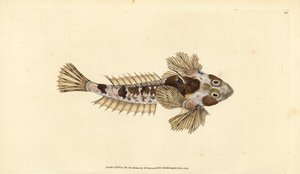 Dragonet, Callionymus lyra (Sordid dragonet, Callionymus dracunculus). Ręcznie barwiony miedzioryt narysowany i rytowany przez Edwarda Donovana z jego Natural History of British Fishes, Donovan and F.C. i J. Rivington, Londyn autorstwa Edward Donovan