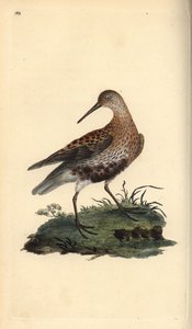 Dunlin, Calidris alpina. Ręcznie barwiony miedzioryt rysowany i grawerowany przez Edwarda Donovana z jego własnej „Historii naturalnej ptaków brytyjskich”, Londyn autorstwa Edward Donovan