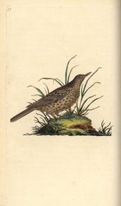 Ciemny skowronek, Pinarocorys nigricans. Ręcznie kolorowany miedzioryt rysowany i grawerowany przez Edwarda Donovana z jego własnej „Historii naturalnej ptaków brytyjskich”, Londyn autorstwa Edward Donovan