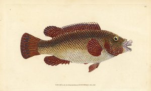 Wargacz wschodnioatlantycki, Symphodus tinca (Antyczny wargacz lub stara żona, Labrus tinca). Ręcznie barwiony miedzioryt narysowany i rytowany przez Edwarda Donovana z jego Natural History of British Fishes, Donovan and F.C. i J. Rivington, Londyn autorstwa Edward Donovan