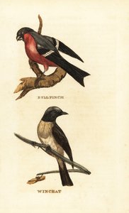 Gil zwyczajny, Pyrrhula pyrrhula i pokląsłówka, Saxicola rubetra autorstwa Edward Donovan
