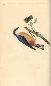 Kowalik zwyczajny, Sitta europaea, na drzewie orzecha laskowego, Corylus avellana. Ręcznie kolorowany miedzioryt rysowany i grawerowany przez Edwarda Donovana z jego własnej „Historii naturalnej ptaków brytyjskich”, Londyn autorstwa Edward Donovan