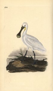 Warzęcha zwyczajna lub warzęcha zwyczajna, Platalea leucorodia. Ręcznie barwiony miedzioryt rysowany i grawerowany przez Edwarda Donovana z jego własnej „Historii naturalnej ptaków brytyjskich”, Londyn autorstwa Edward Donovan