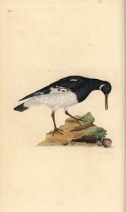 ostrygojad, Haematopus ostralegus. Ręcznie kolorowany miedzioryt rysowany i grawerowany przez Edwarda Donovana z jego własnej „Historii naturalnej ptaków brytyjskich”, Londyn autorstwa Edward Donovan