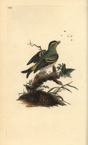Czyż zwyczajny, Carduelis spinus. Ręcznie barwiony miedzioryt rysowany i grawerowany przez Edwarda Donovana z jego własnej „Historii naturalnej ptaków brytyjskich”, Londyn autorstwa Edward Donovan