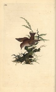 Strzyżyk euroazjatycki, troglodytes troglodytes. Ręcznie barwiony miedzioryt narysowany i rytowany przez Edwarda Donovana z jego własnej „Historii naturalnej ptaków brytyjskich” (1794-1819). Edward Donovan (1768-1837) był anglo-irlandzkim zoologiem-amatore autorstwa Edward Donovan