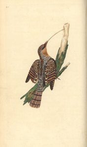 Kręgosłup zwyczajny, Jynx torquilla. Ręcznie barwiony miedzioryt rysowany i grawerowany przez Edwarda Donovana z jego własnej „Historii naturalnej ptaków brytyjskich”, Londyn autorstwa Edward Donovan