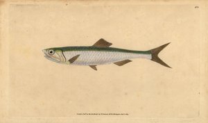 Sardela europejska Engraulis encrasicolus (sardela sardelowa, Clupea encrasicolus). Ręcznie barwiony miedzioryt narysowany i rytowany przez Edwarda Donovana z jego Natural History of British Fishes, Donovan and F.C. i J. Rivington, Londyn autorstwa Edward Donovan