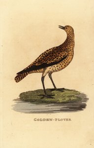 Sieweczka złota , Pluvialis apricaria autorstwa Edward Donovan