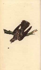 Lelek europejski, Caprimulgus europaeus. Ręcznie kolorowany miedzioryt rysowany i grawerowany przez Edwarda Donovana z jego własnej „Historii naturalnej ptaków brytyjskich”, Londyn autorstwa Edward Donovan