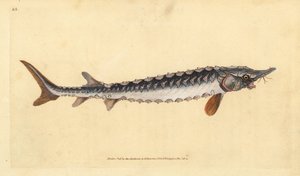 Jesiotr europejski lub pospolity. Krytycznie zagrożony. Ręcznie barwiony miedzioryt narysowany i rytowany przez Edwarda Donovana z jego Natural History of British Fishes, Donovan and F.C. i J. Rivington, Londyn autorstwa Edward Donovan