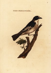 Muchołówka żałobna , Ficedula hypoleuca autorstwa Edward Donovan