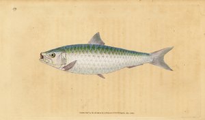 Sardynka europejska, Sardina pilchardus (Sardina, Clupea pilchardus). Ręcznie barwiony miedzioryt narysowany i rytowany przez Edwarda Donovana z jego Natural History of British Fishes, Donovan and F.C. i J. Rivington, Londyn autorstwa Edward Donovan
