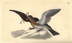 Kwiczoł, Turdus pilaris. Ręcznie barwiony miedzioryt rysowany i grawerowany przez Edwarda Donovana z jego własnej „Historii naturalnej ptaków brytyjskich”, Londyn autorstwa Edward Donovan