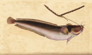Pięciobrody motłoch, Ciliata mustela (Pięciobrody dorsz, Gadus mustela). Ręcznie barwiony miedzioryt narysowany i rytowany przez Edwarda Donovana z jego Natural History of British Fishes, Donovan and F.C. i J. Rivington, Londyn