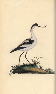 Szaszłyk do stóp, Recurvirostra avocetta. Ręcznie barwiony miedzioryt rysowany i grawerowany przez Edwarda Donovana z jego własnej „Historii naturalnej ptaków brytyjskich”, Londyn autorstwa Edward Donovan