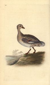 Krakwa (kobieta), Anas strepera. Ręcznie barwiony miedzioryt rysowany i grawerowany przez Edwarda Donovana z jego własnej „Historii naturalnej ptaków brytyjskich”, Londyn autorstwa Edward Donovan