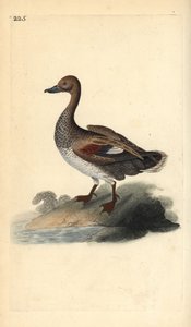 Krakwa (mężczyzna), Anas strepera. Ręcznie barwiony miedzioryt rysowany i grawerowany przez Edwarda Donovana z jego własnej „Historii naturalnej ptaków brytyjskich”, Londyn autorstwa Edward Donovan