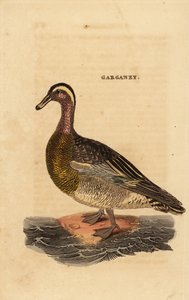 Garganey, querquedula szpatułka, mała kaczka gadająca autorstwa Edward Donovan