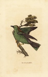 Wałek kędzierzawy lub walec europejski, Coracias garrulus autorstwa Edward Donovan