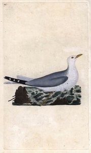 Popiół Goeland. Larus canus. Miedzioryt autorstwa Edwarda Donovana (1768-1837), opublikowany w Natural History of British Birds, Londyn autorstwa Edward Donovan