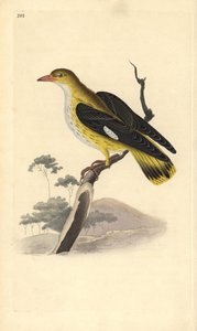 Złota wilga (samica), Oriolus oriolus. Ręcznie kolorowany miedzioryt rysowany i grawerowany przez Edwarda Donovana z jego własnej „Historii naturalnej ptaków brytyjskich”, Londyn autorstwa Edward Donovan