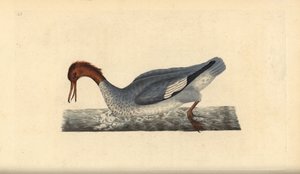 Tracz nurogęś, nurogęś, samica. Ręcznie barwiony miedzioryt rysowany i grawerowany przez Edwarda Donovana z jego własnej „Historii naturalnej ptaków brytyjskich”, Londyn autorstwa Edward Donovan